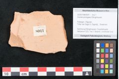 Foto (Objekt + Etikett) von Dioclea protogaea Ettingshausen (NHMW-GEO-2024-0188-8041)